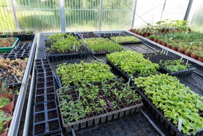 semis legumes dans la serre du JBA