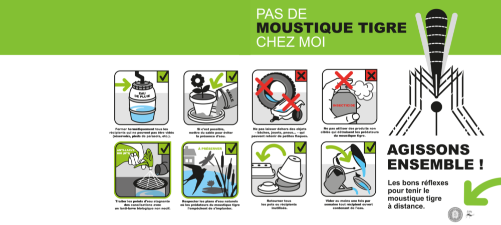 Moustique tigre