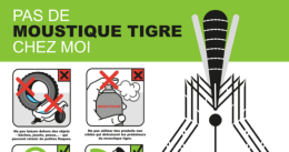 Moustique tigre