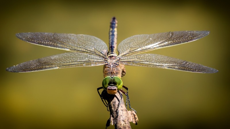 A la découverte des Odonates (demoiselles et Libellules) et autres insectes aquatiques