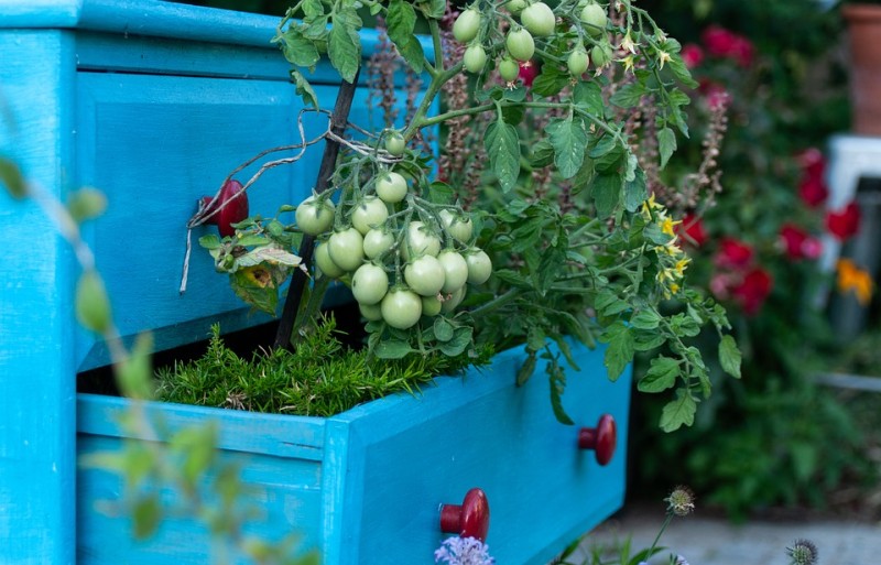 Conférence-jardinage: plantes pour notre avenir - plantes indigènes de jardin et de balcon