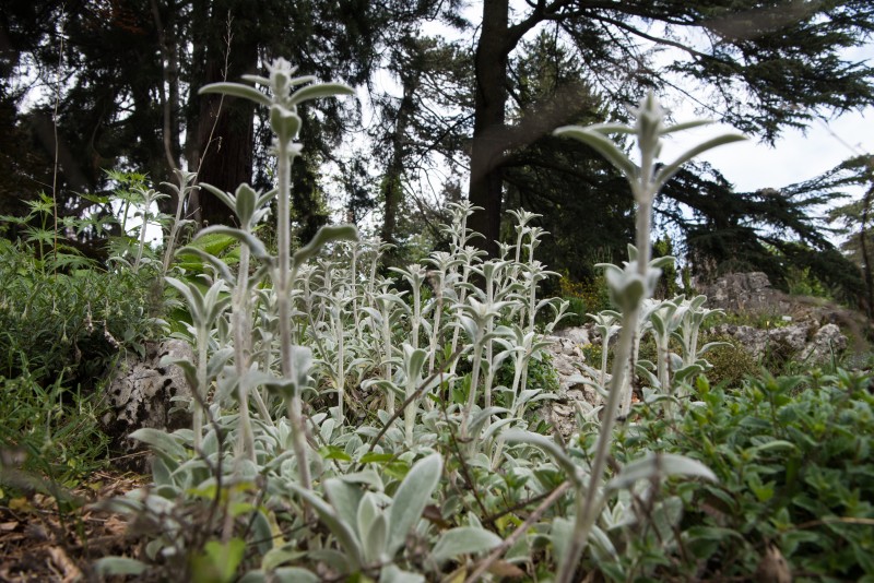 Jardin alpin ©Laurent Barlier