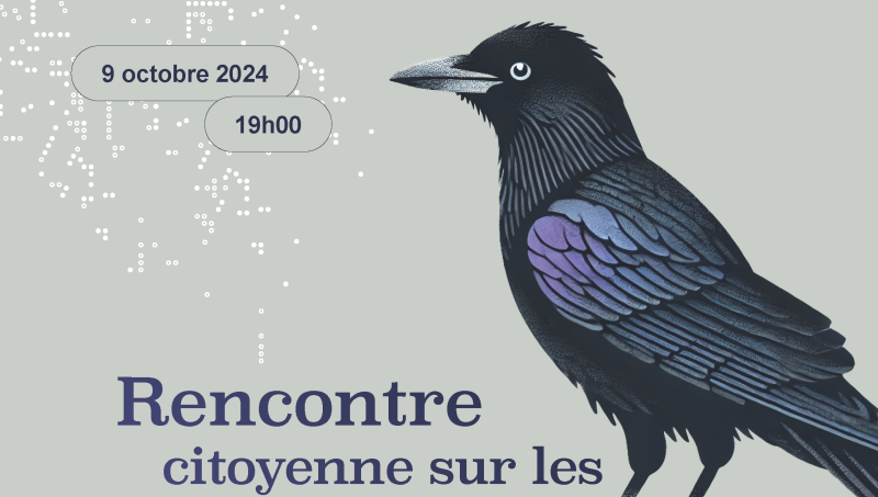 Corbeaux Freux