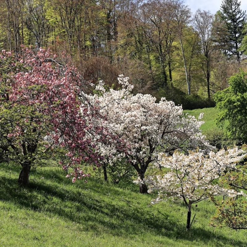 image Arboretum