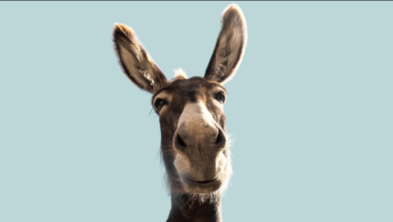 Ane pour levée hippotractée