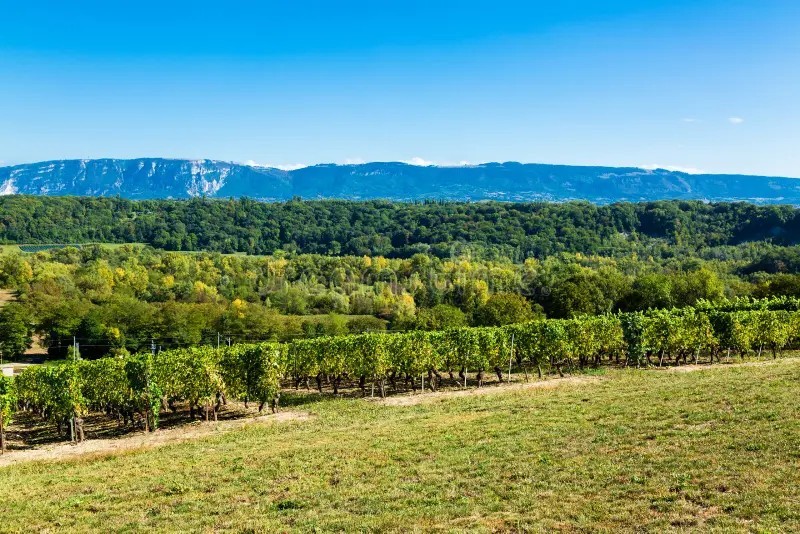 De Chouilly à Russin