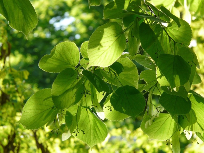 fleurs de tilleul