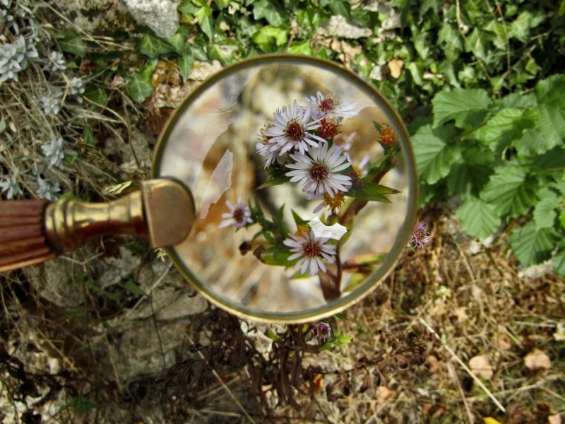 loupe et fleurs