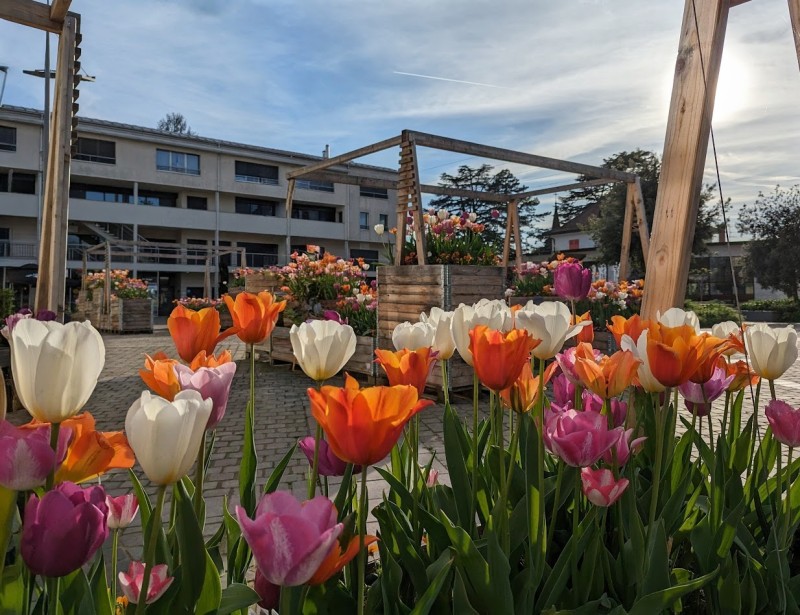 tulipes