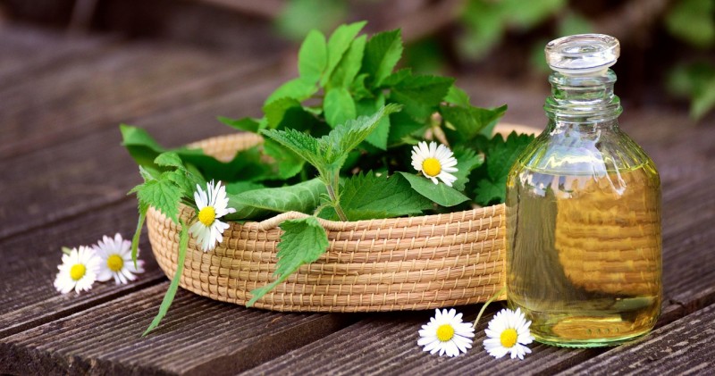 plantes médicinales