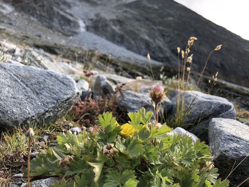 plante alpine