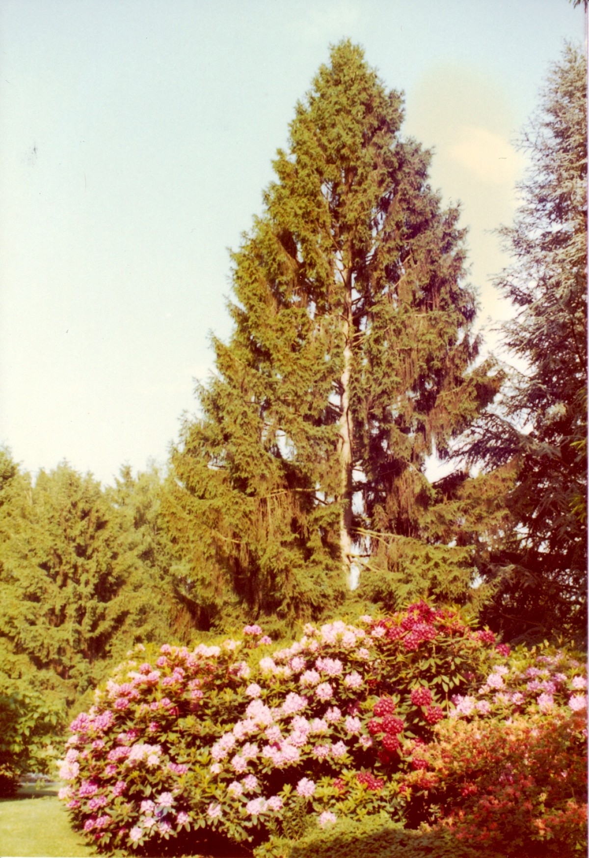 Jardin alpin en 1974