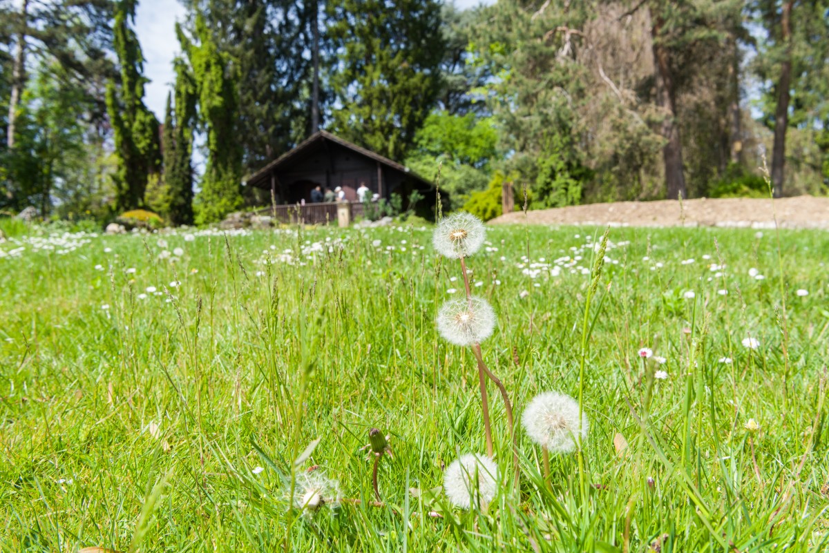 Jardin botanique alpin de Meyrin