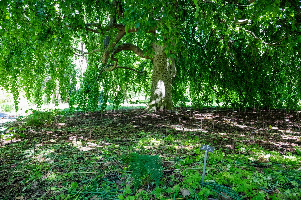 Jardin botanique alpin de Meyrin