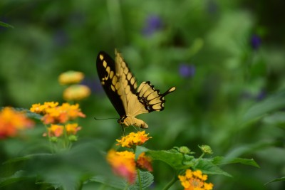 Seniors : Papiliorama à Chiètres