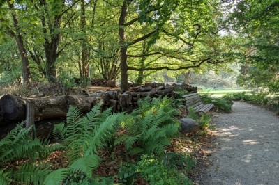 arbres