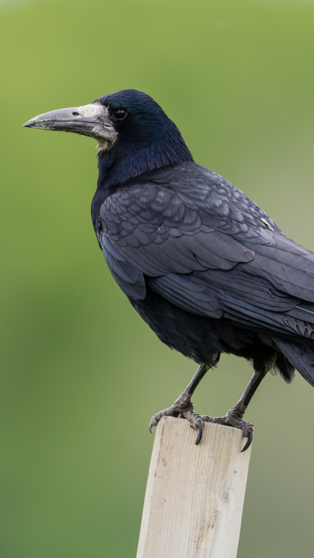Corbeau_freux_1.png